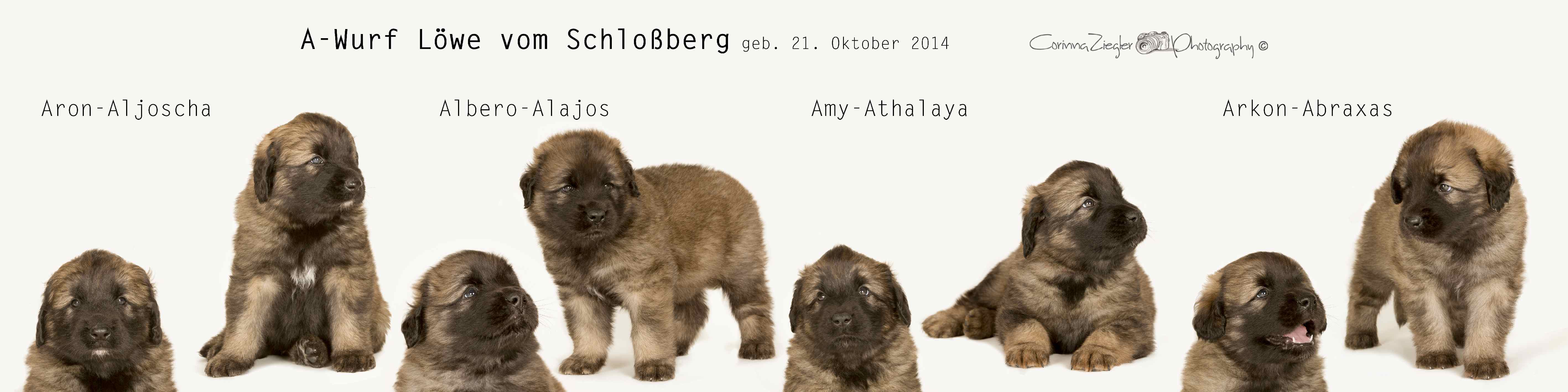 A-Wurf Lwe vom Schloberg 1 Shooting