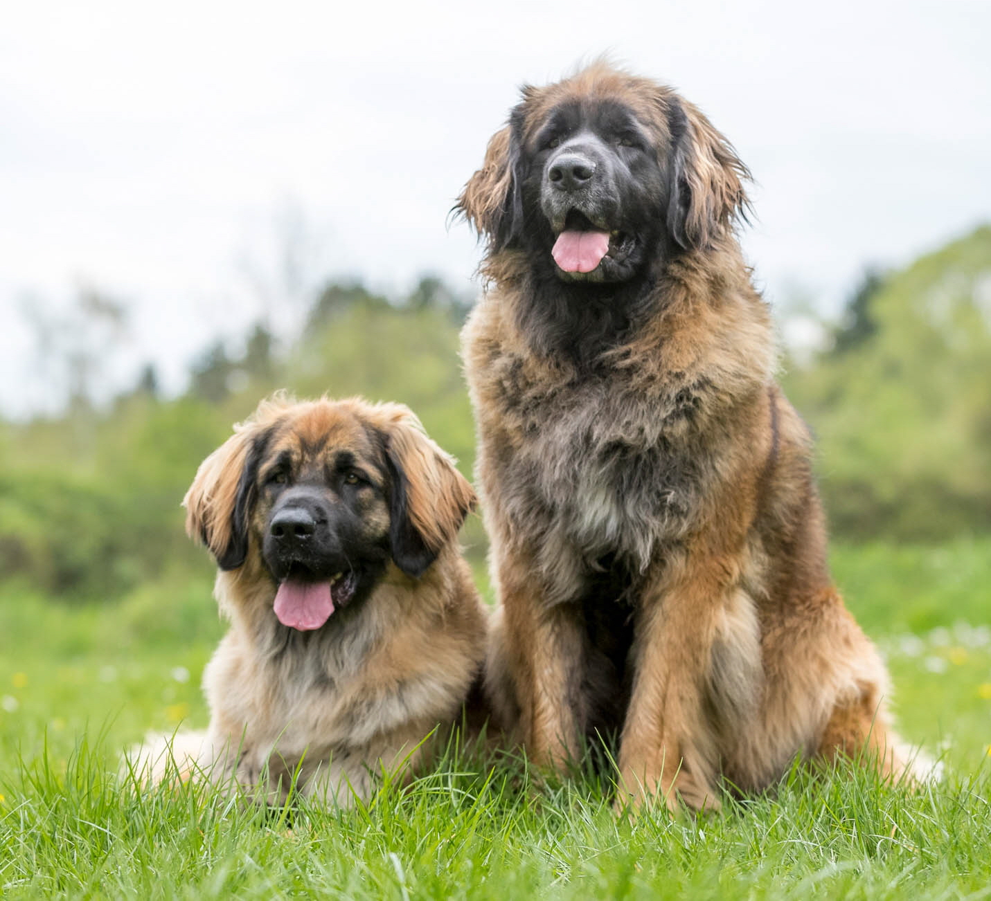 Camille Calea Lwe vom Schlossberg IMG_7965