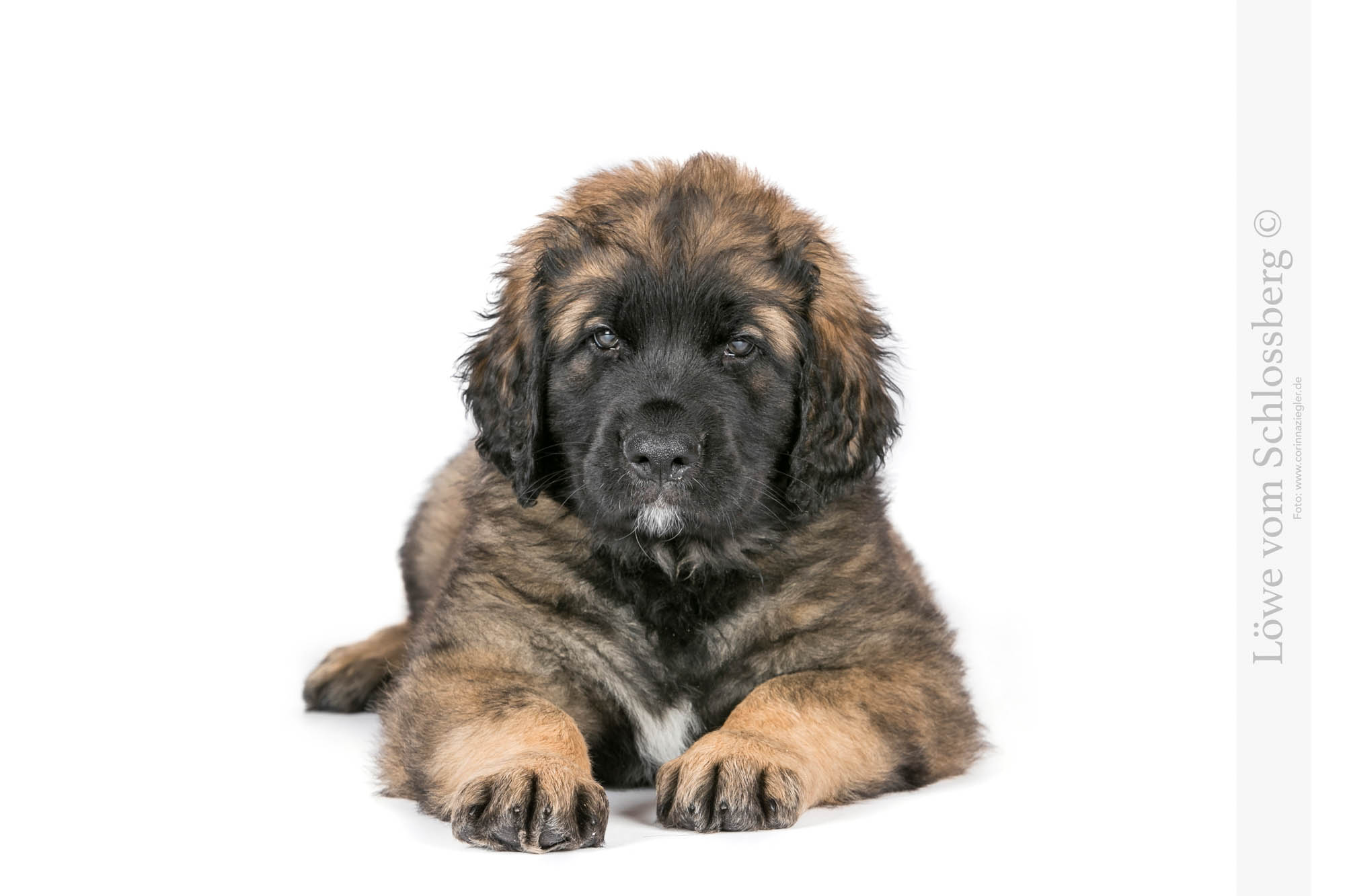 hellblau 12.01.2025 IMG_4960