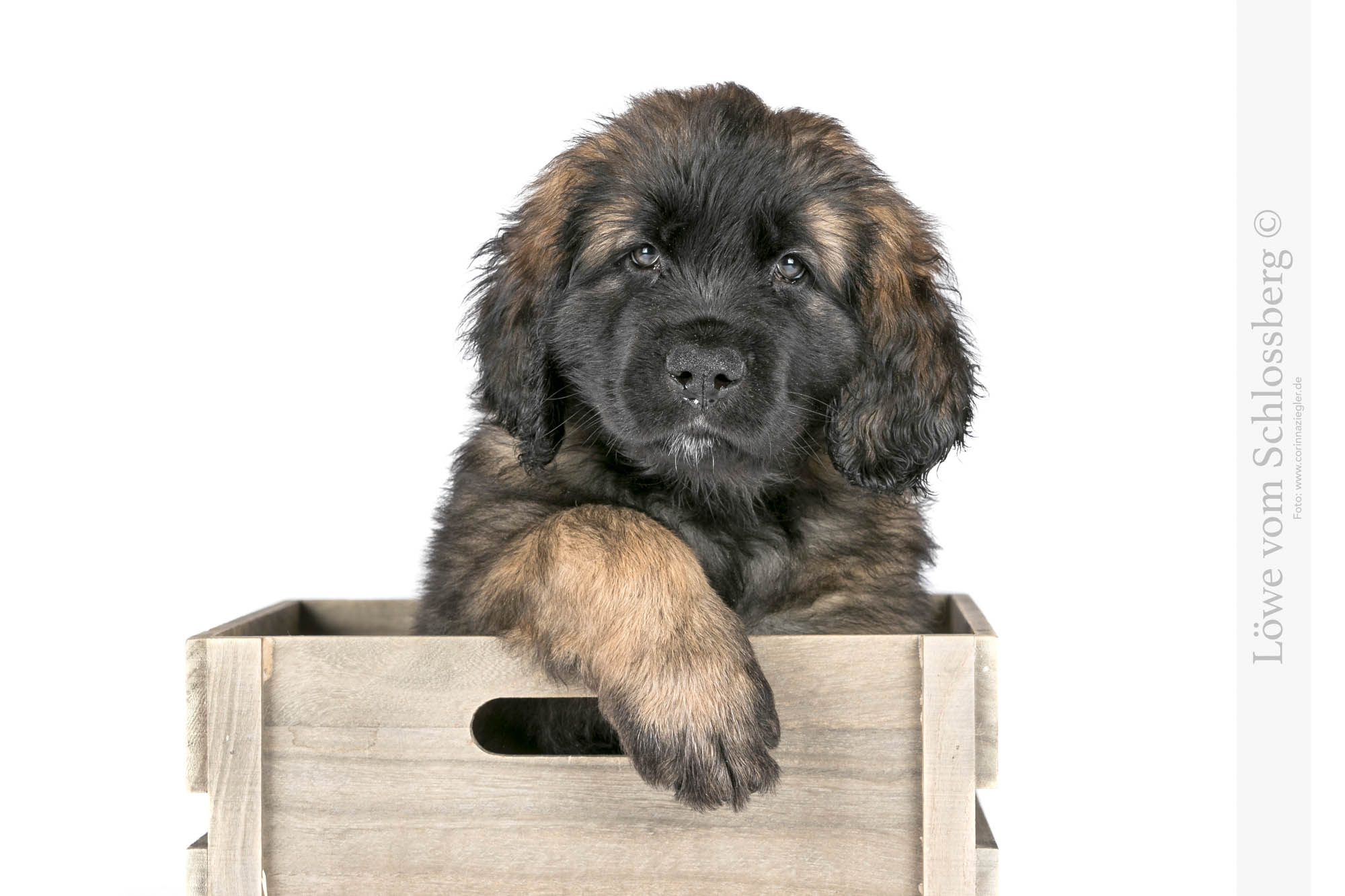 schwarz 12.01.2025 IMG_4790